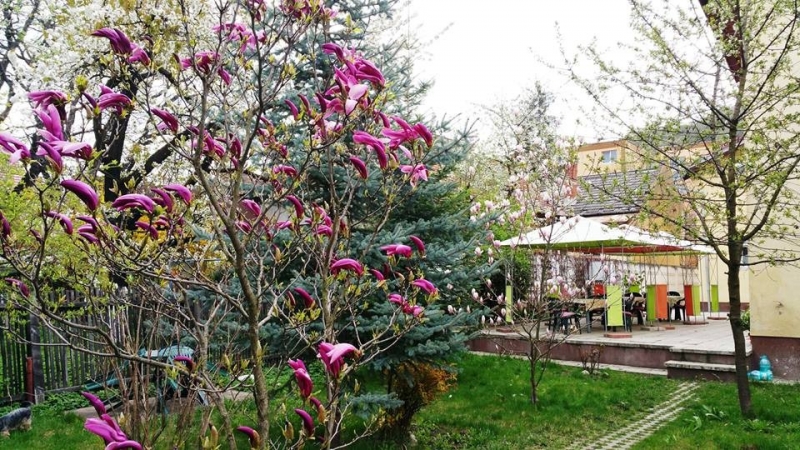 Pensiunea Paloma - image - 3